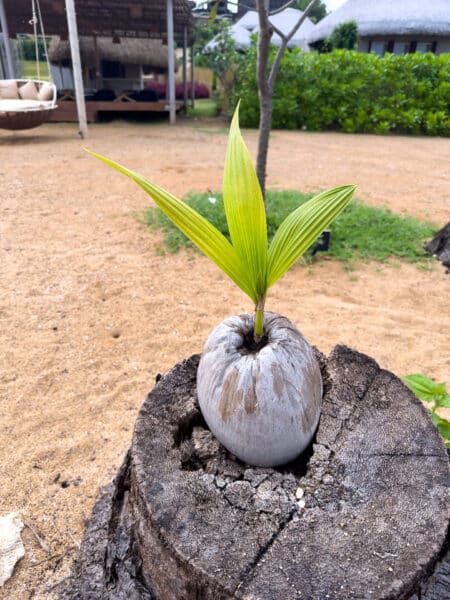 kohmak-race-island-1